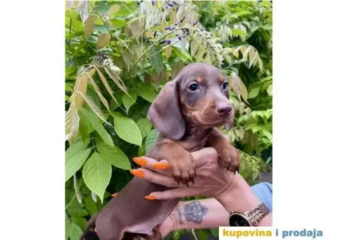 Patuljasti Jazavičar egzotične boje - 10/10