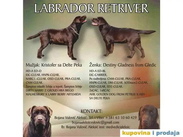 Prelepi stenci LABRADOR RETRIVERA odlicnog porekla - 1