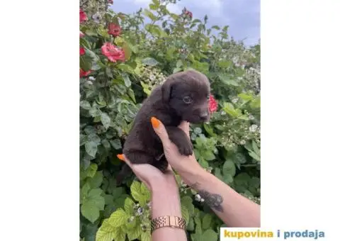 Čoko Labrador štenci - 3/5