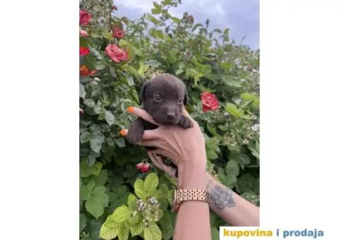 Čoko Labrador štenci - 4/5