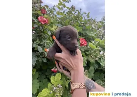 Čoko Labrador štenci - 5/5