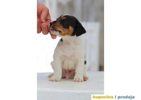 Stenci jack russel terijera, od prelepih roditelja - 1/7