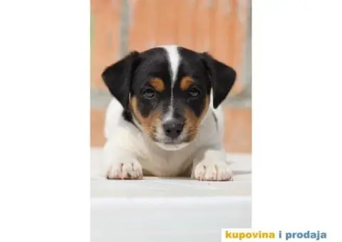 Stenci jack russel terijera, od prelepih roditelja - 2/7