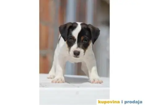 Stenci jack russel terijera, od prelepih roditelja - 3/7