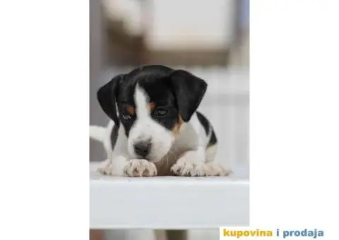 Stenci jack russel terijera, od prelepih roditelja - 4/7