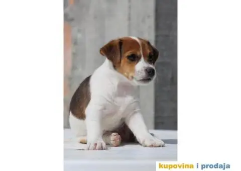 Stenci jack russel terijera, od prelepih roditelja - 5/7