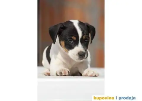 Stenci jack russel terijera, od prelepih roditelja - 6/7