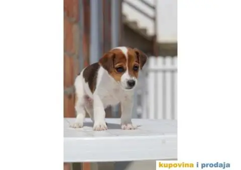 Stenci jack russel terijera, od prelepih roditelja - 7/7