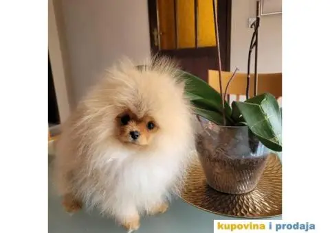 Prelepi Pomeranci na prodaju - 1/5