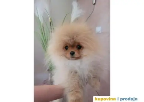 Prelepi Pomeranci na prodaju - 3/5