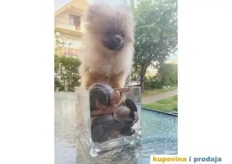 Prelepi Pomeranci na prodaju - 4/5