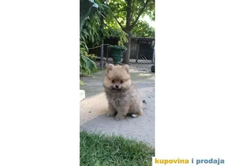 Pomeranski špic - 1/8
