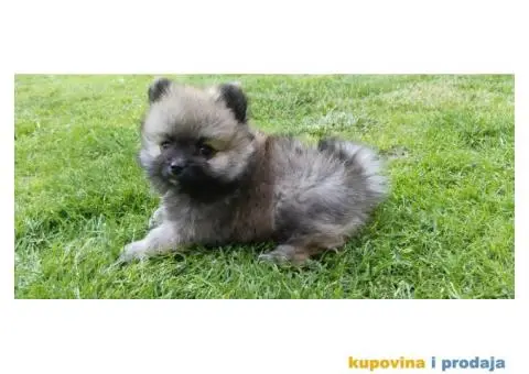 Pomeranski špic - 2/8