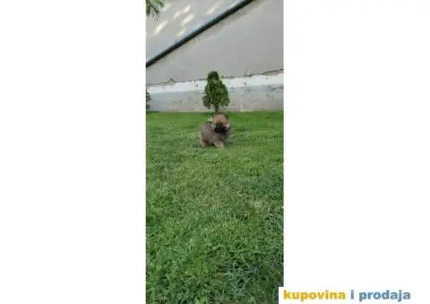 Pomeranski špic - 3/8