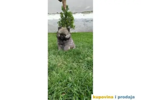 Pomeranski špic - 4/8