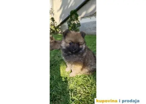 Pomeranski špic - 5/8