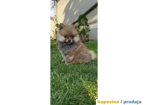 Pomeranski špic - 6/8