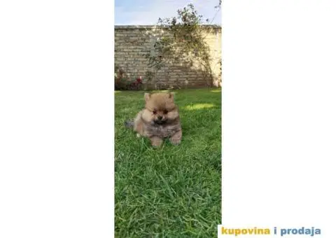 Pomeranski špic - 7/8