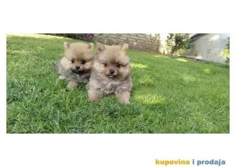 Pomeranski špic - 8/8