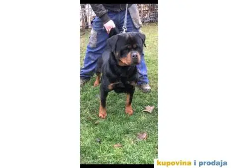 Rotvajler štenci - 1/4