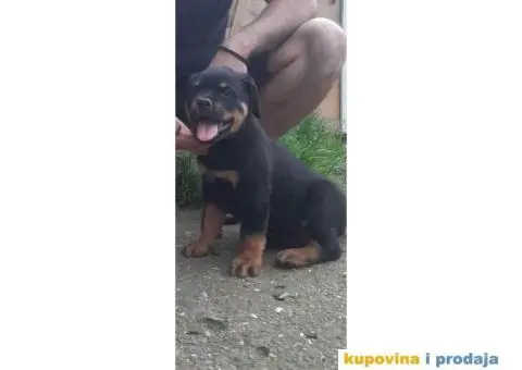 Rotvajler štenci - 2/4