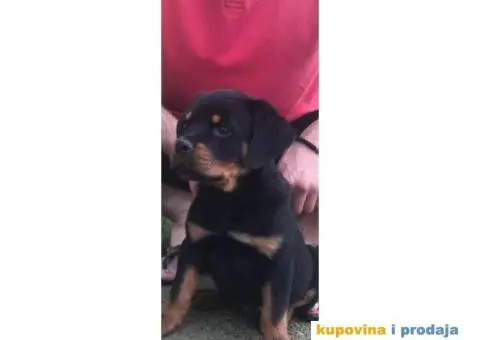 Rotvajler štenci - 3/4