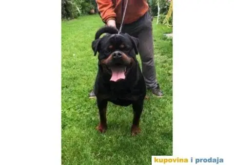 Rotvajler štenci - 4/4