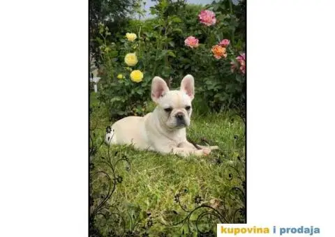 Stenci Francuskog Bulldoga  Fluffy l4 + Cream Carrier - 1/10