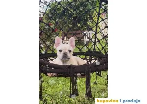 Stenci Francuskog Bulldoga  Fluffy l4 + Cream Carrier - 2/10