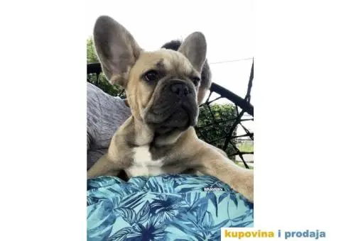 Stenci Francuskog Bulldoga  Fluffy l4 + Cream Carrier - 3/10