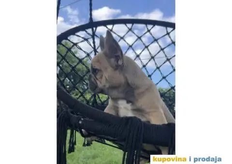 Stenci Francuskog Bulldoga  Fluffy l4 + Cream Carrier - 4/10