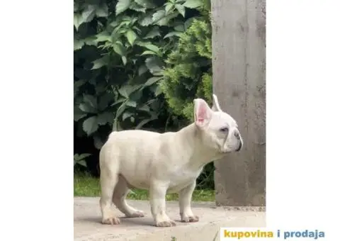 Stenci Francuskog Bulldoga  Fluffy l4 + Cream Carrier - 5/10