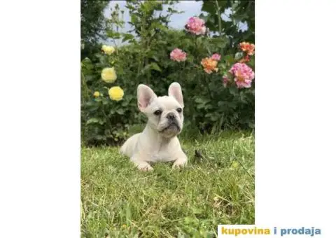 Stenci Francuskog Bulldoga  Fluffy l4 + Cream Carrier - 6/10