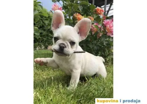 Stenci Francuskog Bulldoga  Fluffy l4 + Cream Carrier - 7/10