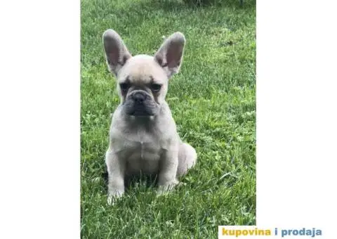 Stenci Francuskog Bulldoga  Fluffy l4 + Cream Carrier - 8/10
