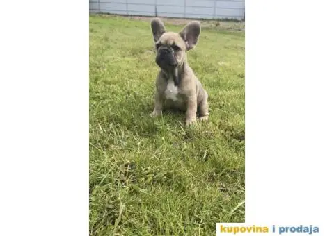 Stenci Francuskog Bulldoga  Fluffy l4 + Cream Carrier - 9/10