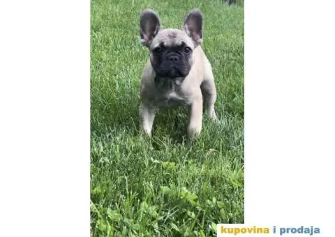 Stenci Francuskog Bulldoga  Fluffy l4 + Cream Carrier - 10/10