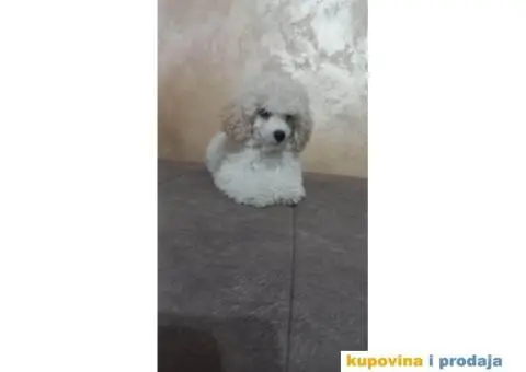 Prelepe TOY pudle - 1/6