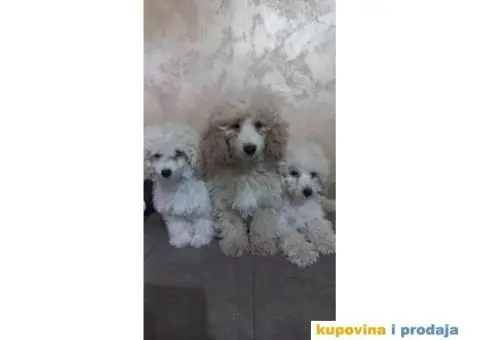 Prelepe TOY pudle - 2/6