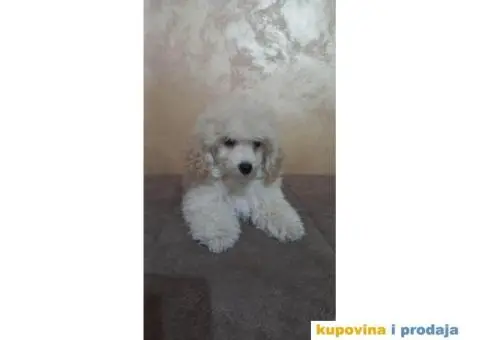 Prelepe TOY pudle - 3/6