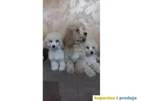 Prelepe TOY pudle - 4/6