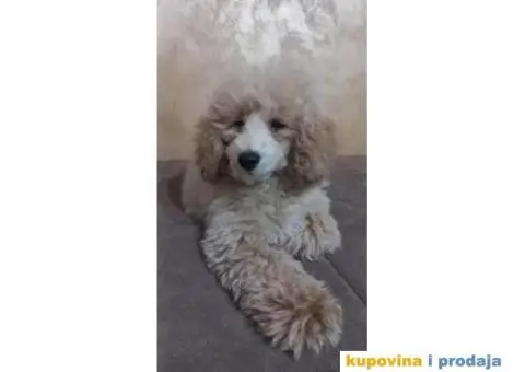 Prelepe TOY pudle - 5/6