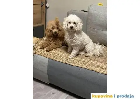 Prelepe TOY pudle - 6/6