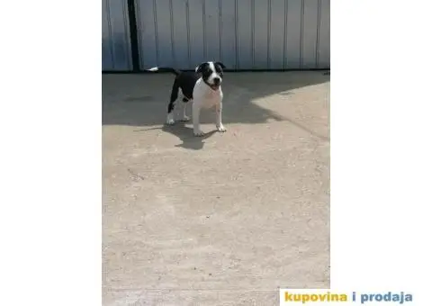 Stafordski Bul Terijer štene - 6/10