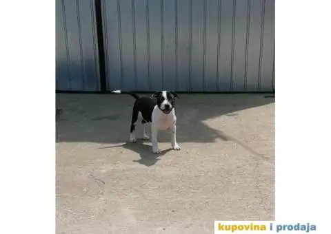 Stafordski Bul Terijer štene - 7/10