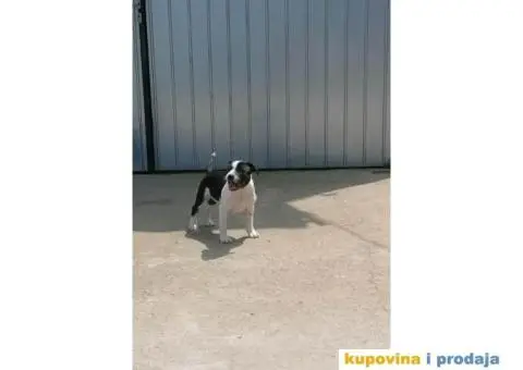 Stafordski Bul Terijer štene - 8/10