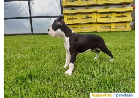 Boston Terijer - 1/3