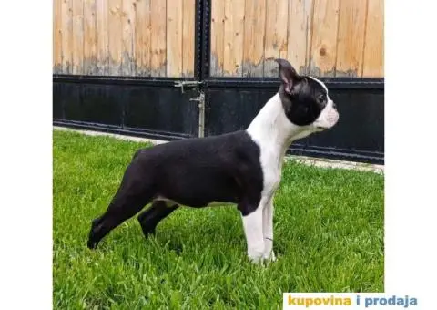 Boston Terijer - 3/3