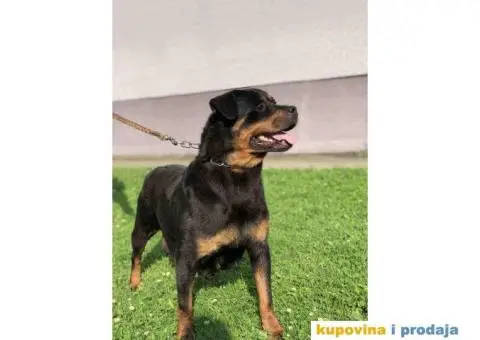 Prodajem vrhunske stence rotvajlera od odlicnih roditelja - 1/9