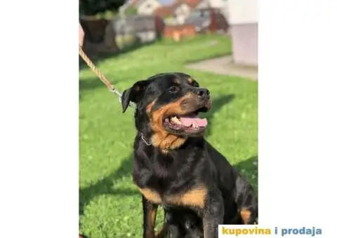 Prodajem vrhunske stence rotvajlera od odlicnih roditelja - 2/9